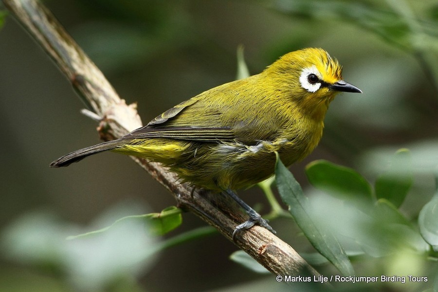 Mbulu White-eye - eBird