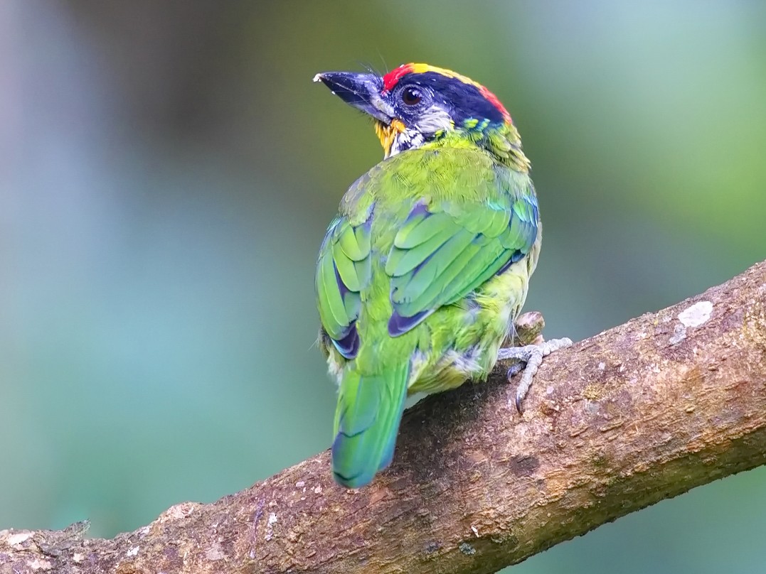 Golden-throated Barbet - eBird