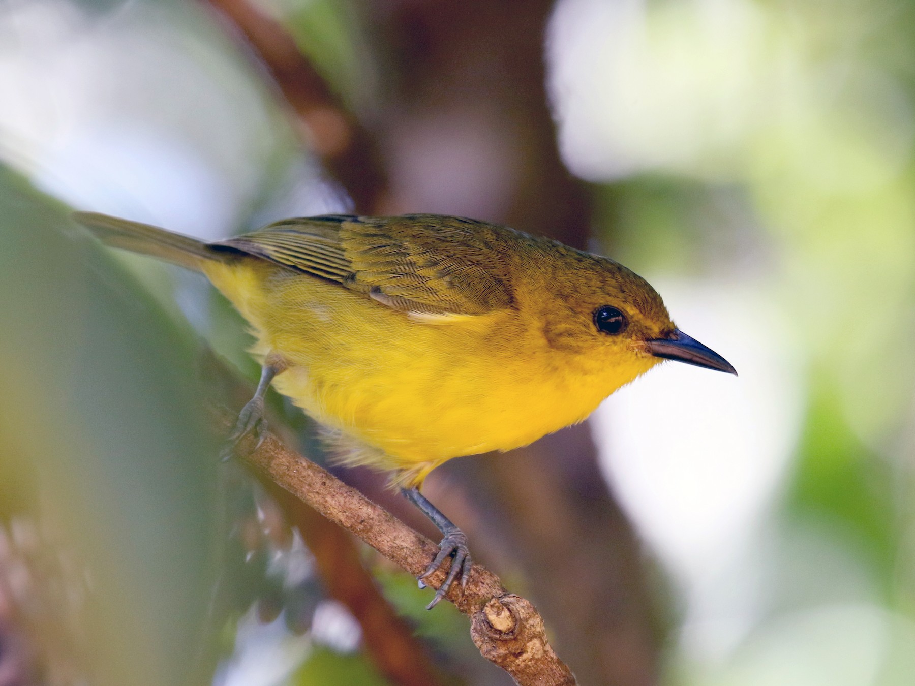 Blackandyellow Tanager eBird