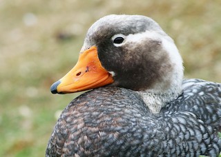 Falkland Steamer-Duck - Tachyeres Brachypterus - Birds Of The World