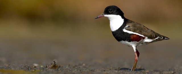 Red-kneed Dotterel