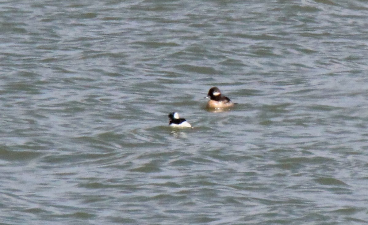 eBird Checklist 4 Apr 2020 Laramie Plains LakesTwin Buttes Lake