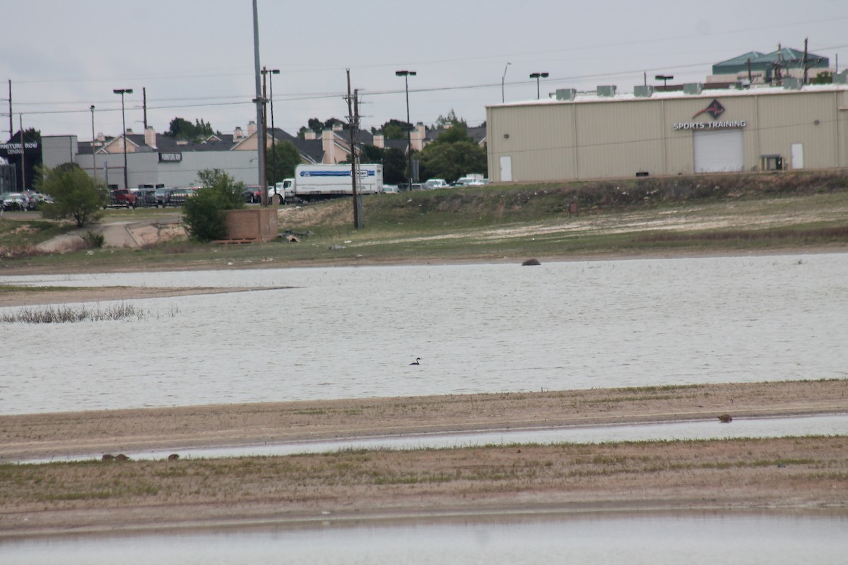 eBird Checklist 14 Apr 2020 McAlister Park, Lubbock 25 species