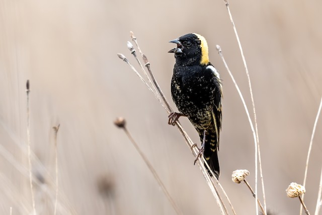 Pennsylvania eBird - Discover a new world of birding...