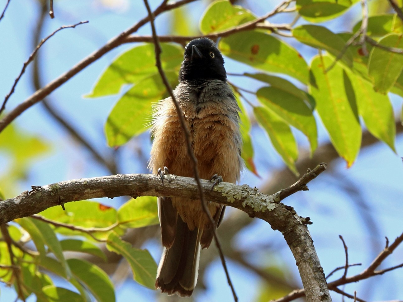 Rufous-bellied Tit - eBird