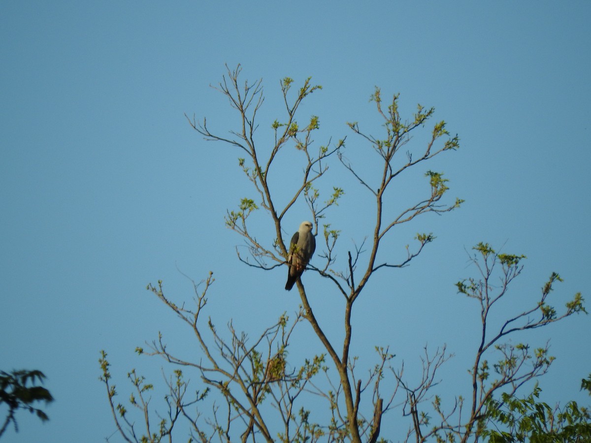 eBird Checklist - 3 May 2020 - Missouri River Bird Observatory ...