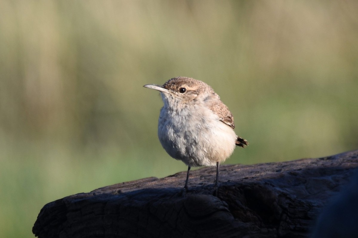 eBird Checklist 3 May 2020 Pawnee National GrasslandCrow Valley