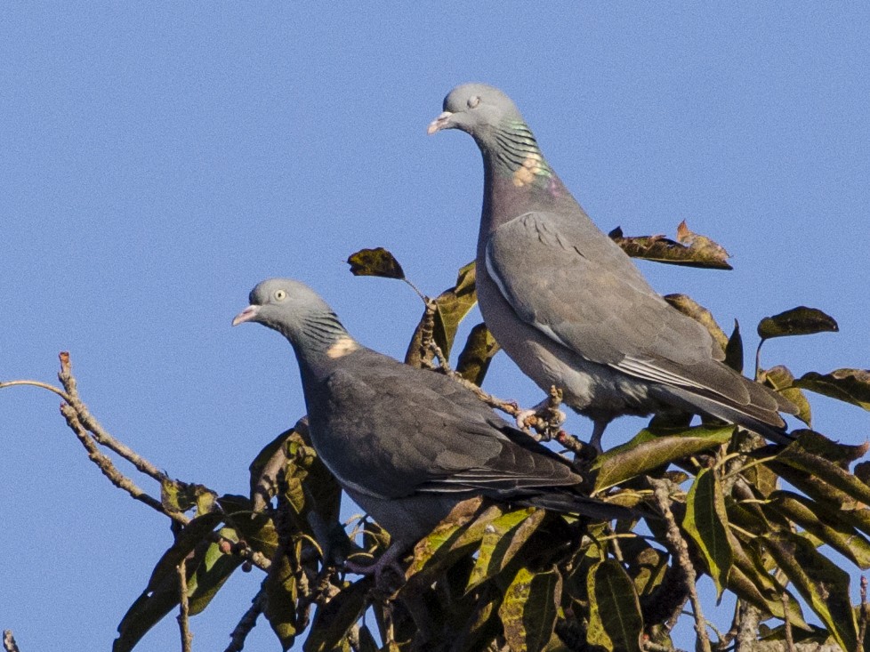 Common Wood-Pigeon - vijay kumar