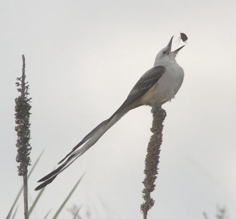 Scissor-tailed Flycatcher - Cynthia Madsen