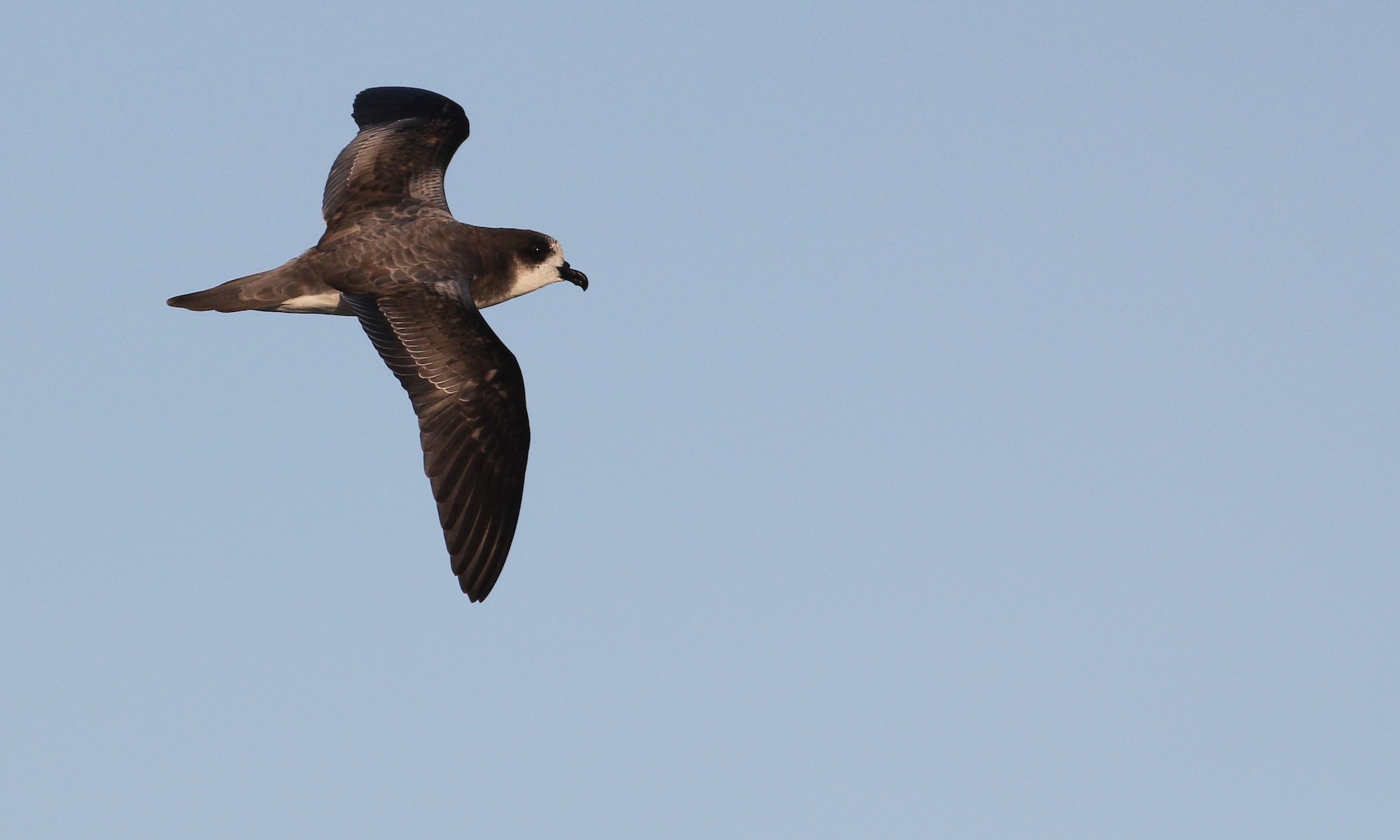 Bonin Petrel - eBird