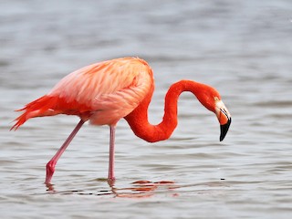 American Flamingo - Phoenicopterus ruber - Birds of the World