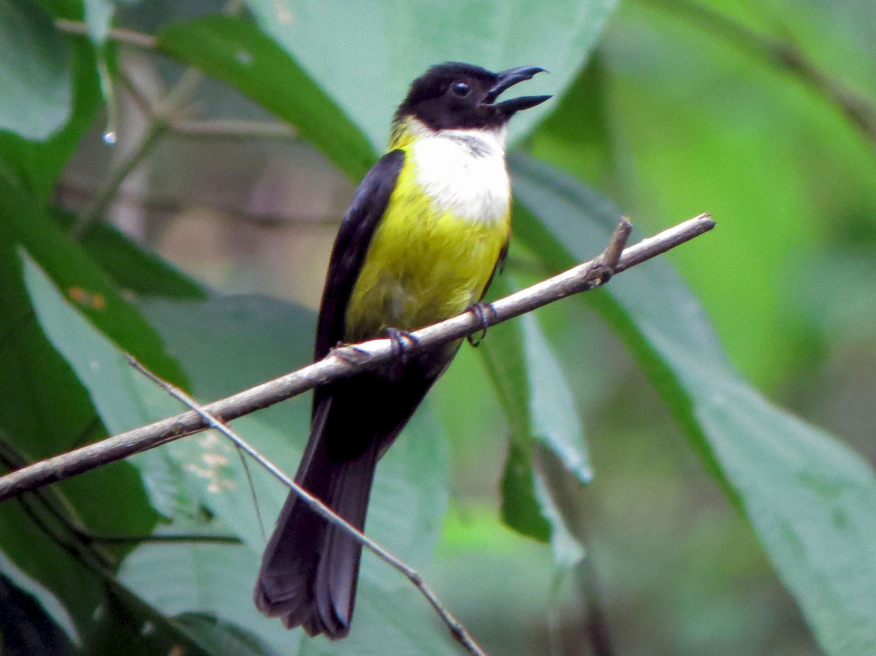 White-throated Shrike-Tanager - eBird