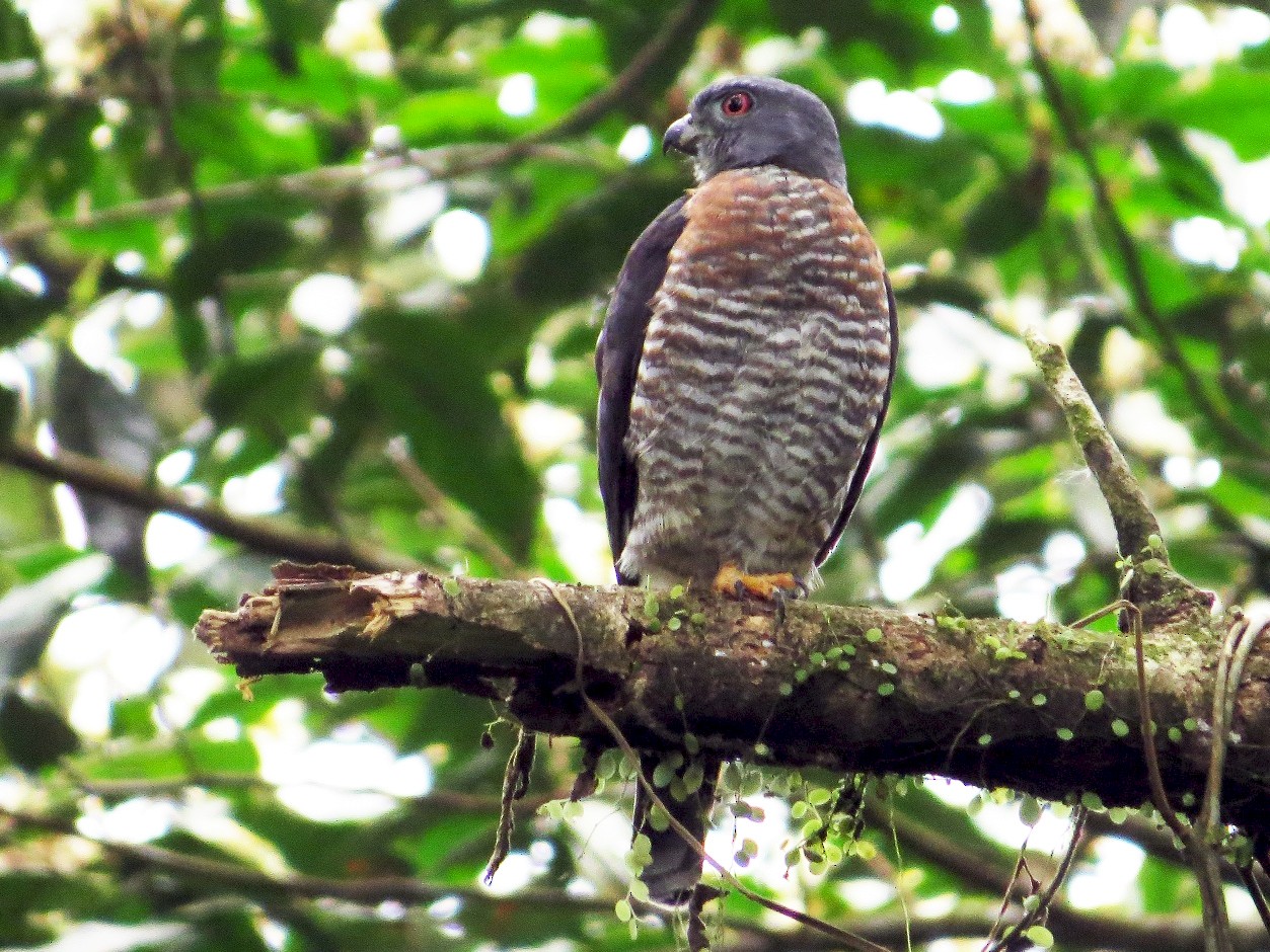 Double-toothed Kite - eBird