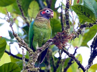 Brown-hooded Parrot - Pyrilia haematotis - Birds of the World