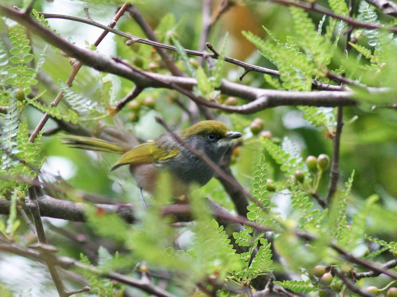 Slaty Vireo - Ebird