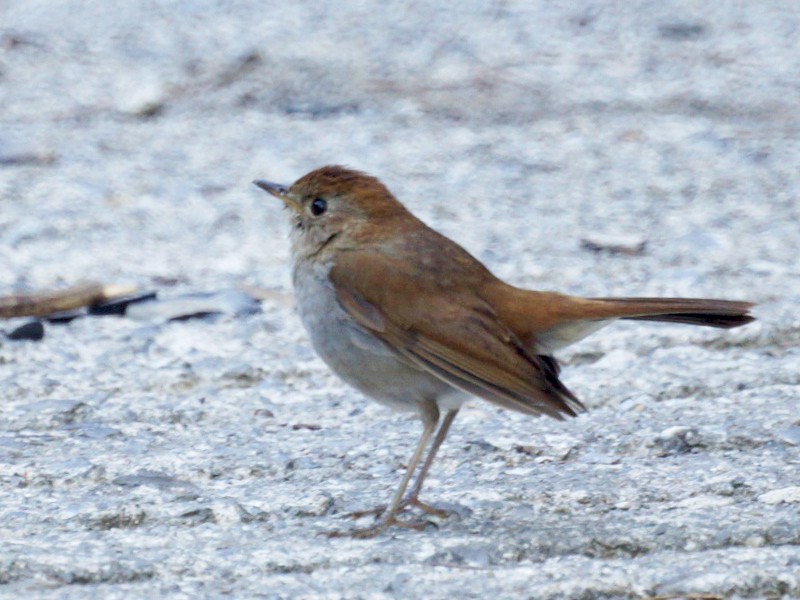 Russet Nightingale-Thrush - eBird