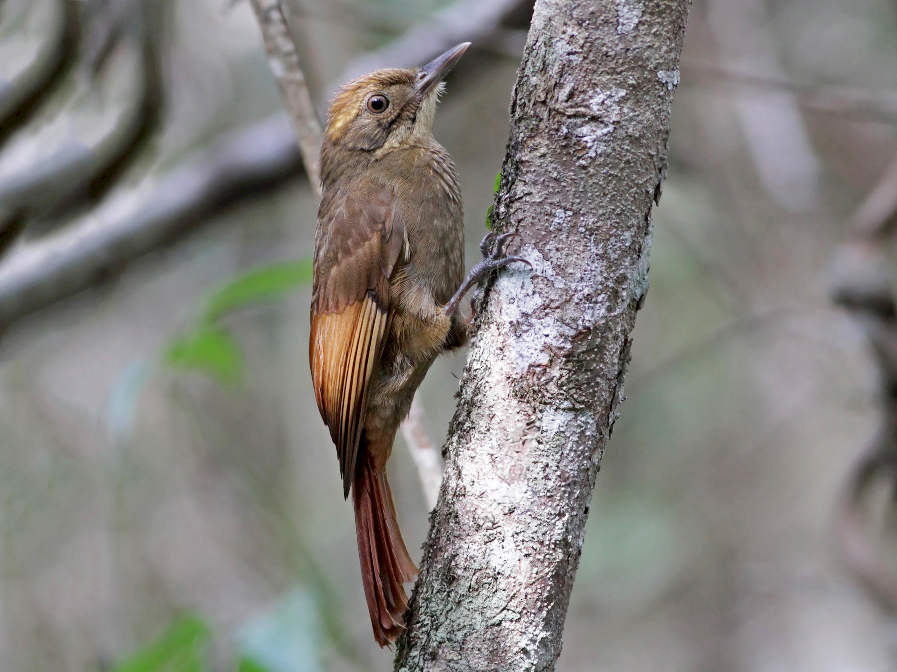 Tawny-winged Woodcreeper - eBird