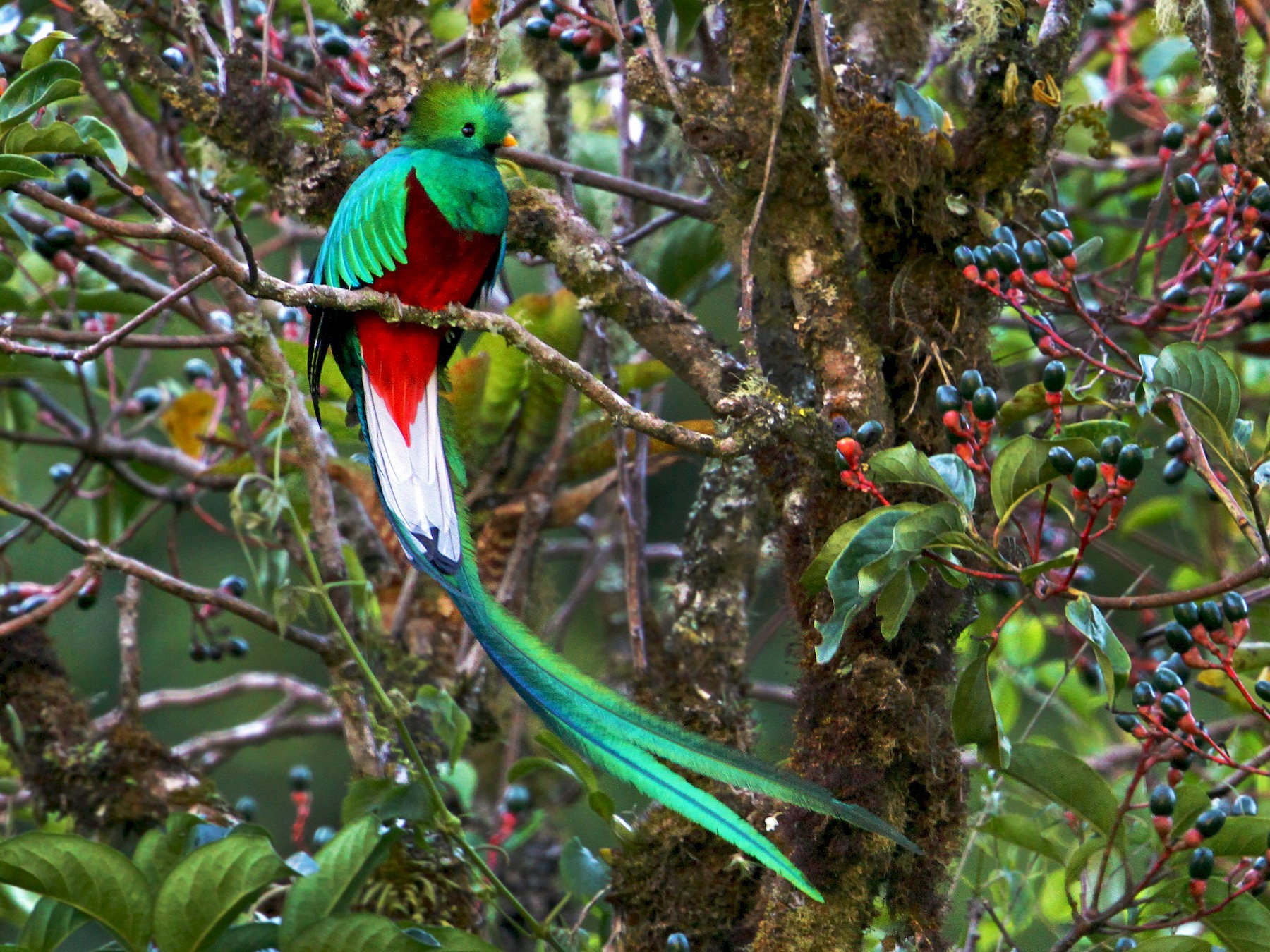 resplendent quetzal - eBird