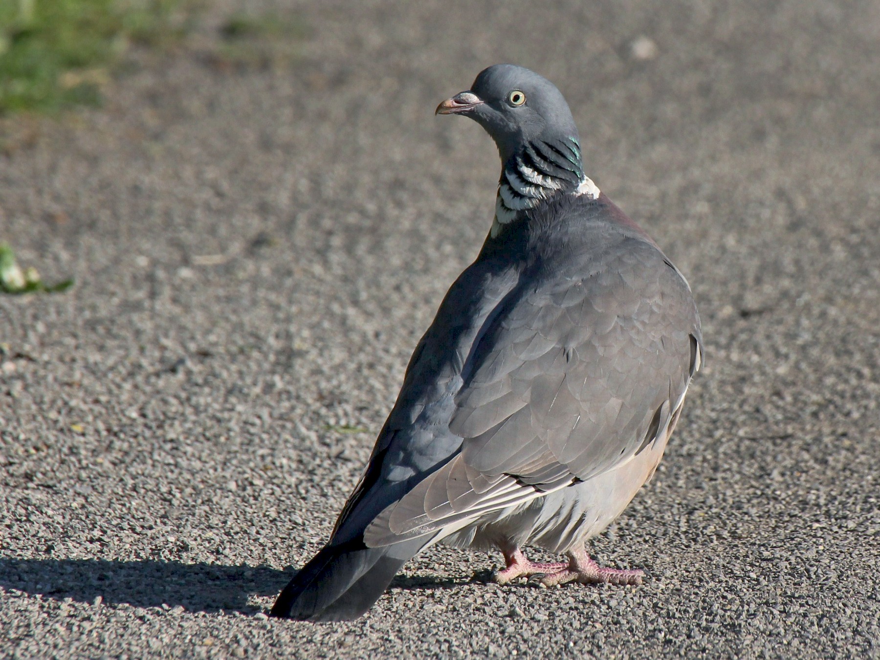 Common Wood-Pigeon - Paul Chapman