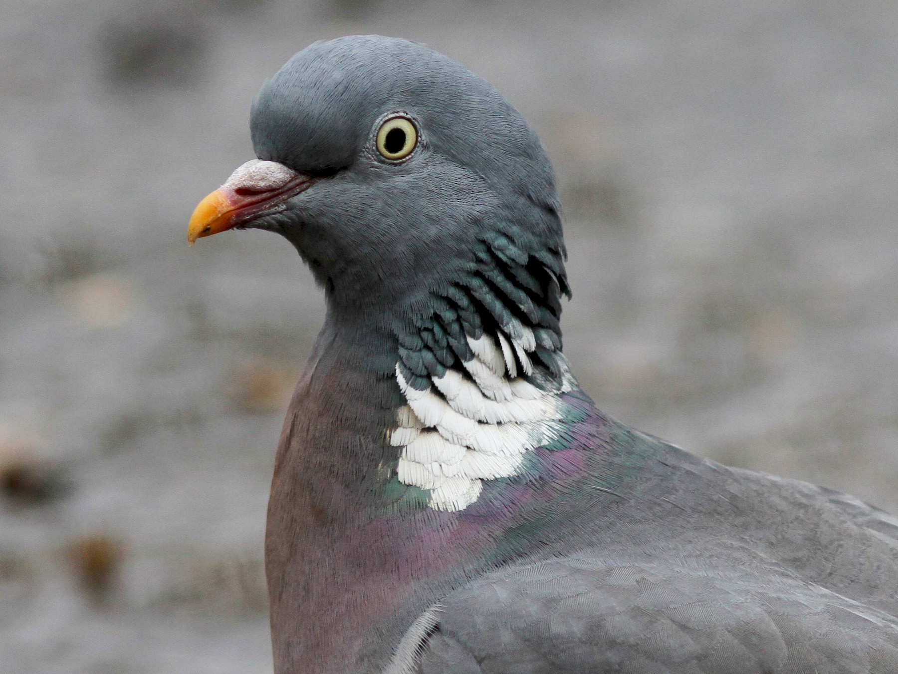 Common Wood-Pigeon - Steve Kelling
