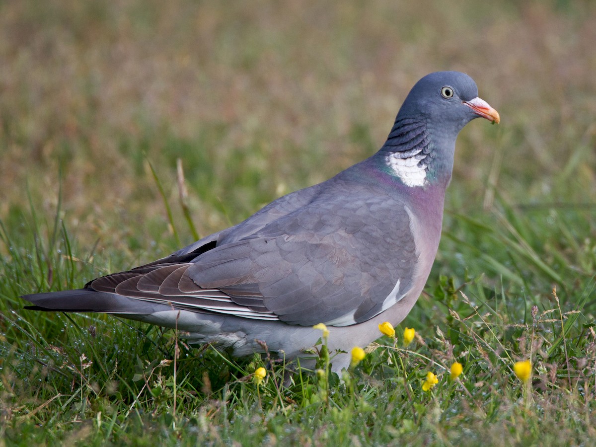 Common Wood-Pigeon