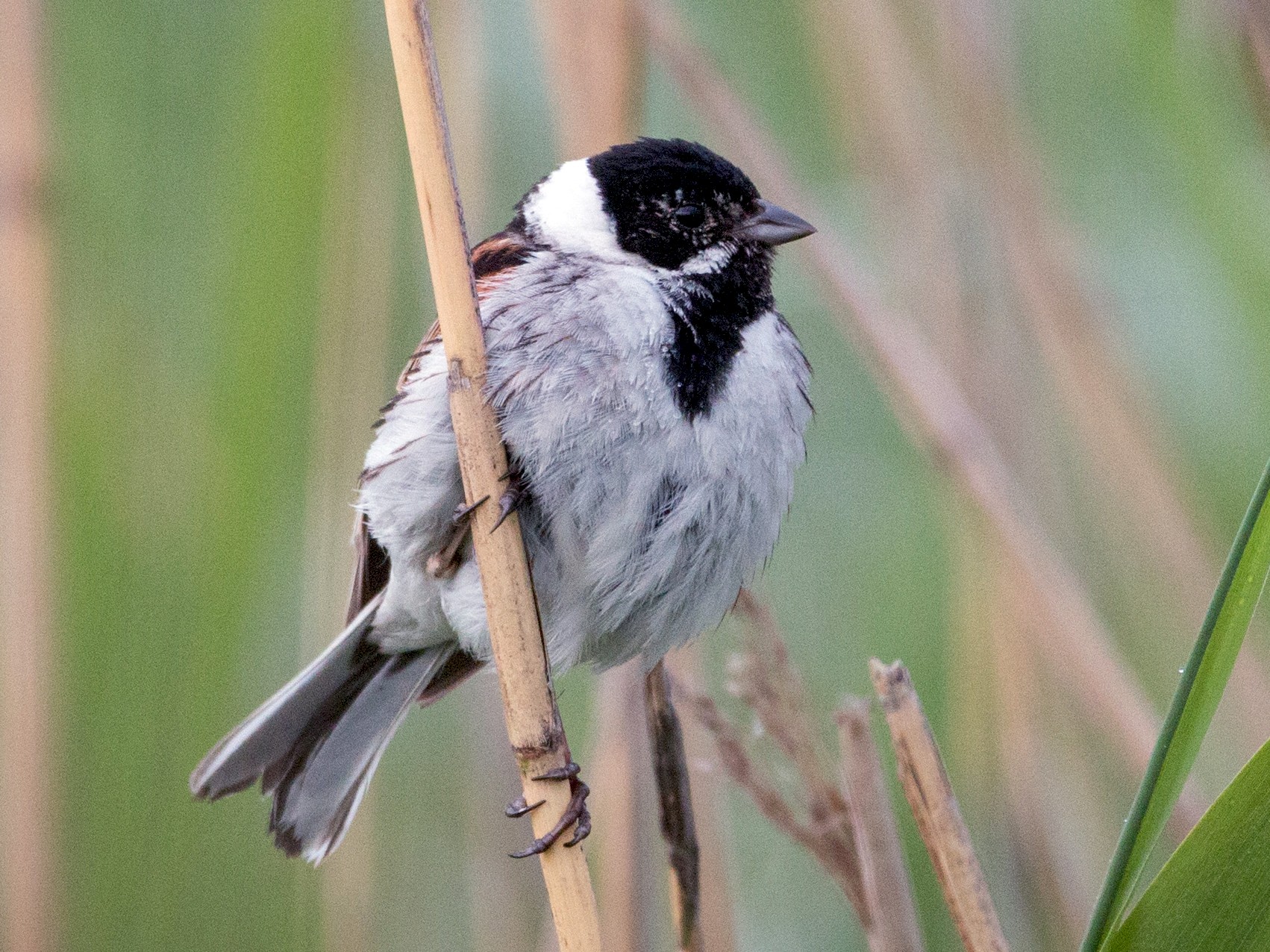 Reed Bunting - eBird