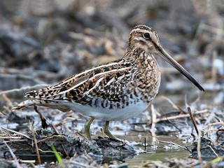 snipes continental 80