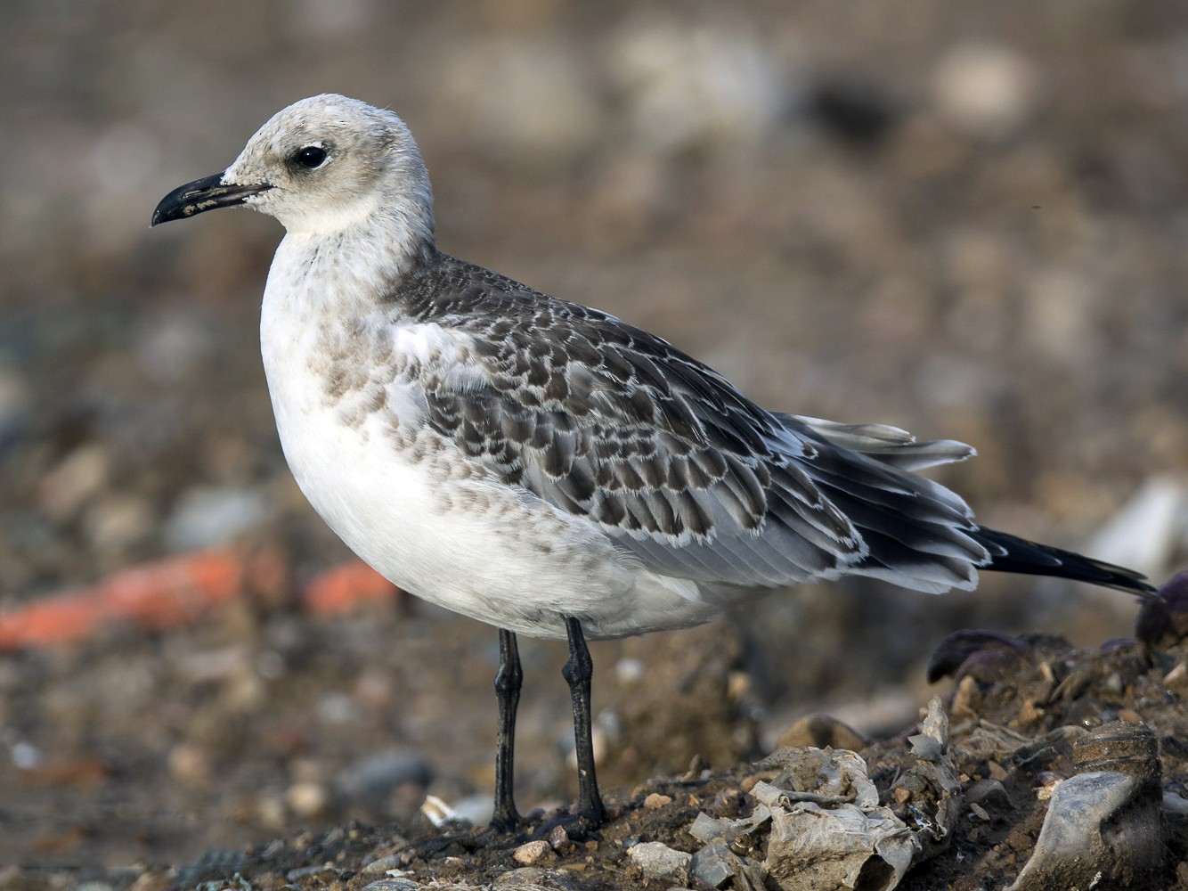 Mediterranean Gull - eBird