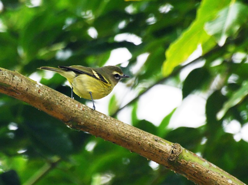 Yellow-winged Vireo - eBird