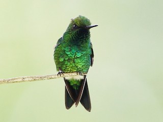 Garden Emerald Chlorostilbon Assimilis Birds Of The World