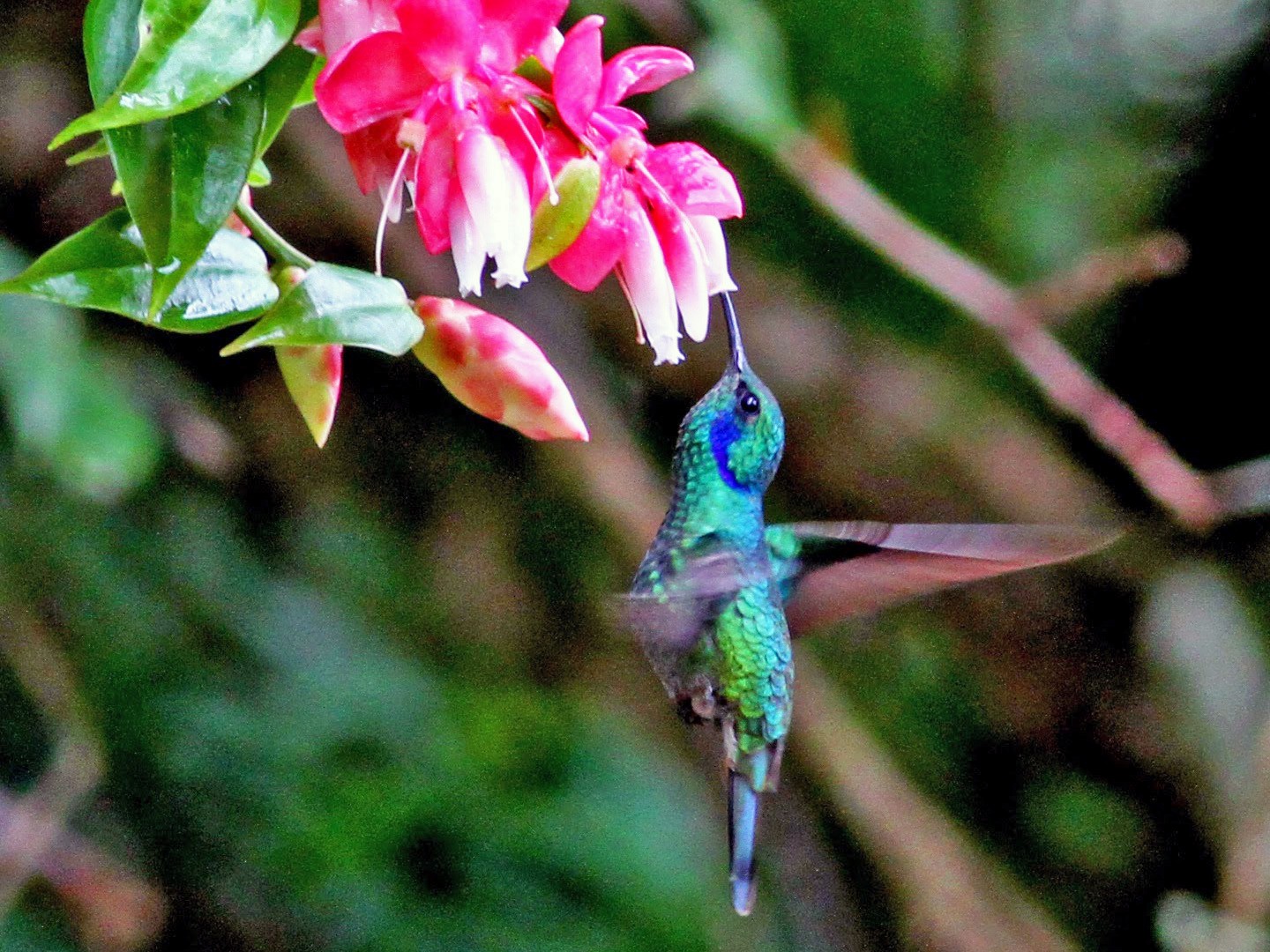 Lesser Violetear Ebird