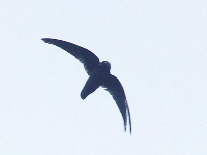 Spot-fronted Swift - eBird