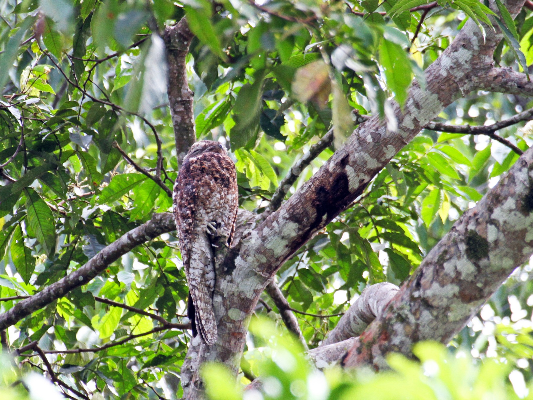 Great Potoo - eBird