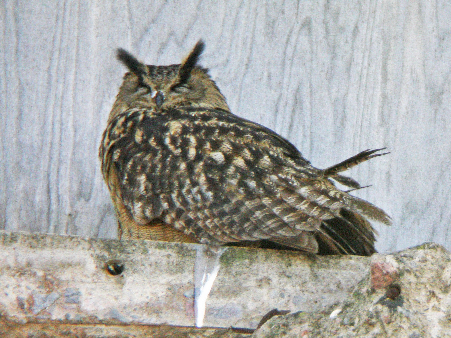 Eurasian Eagle-Owl - eBird