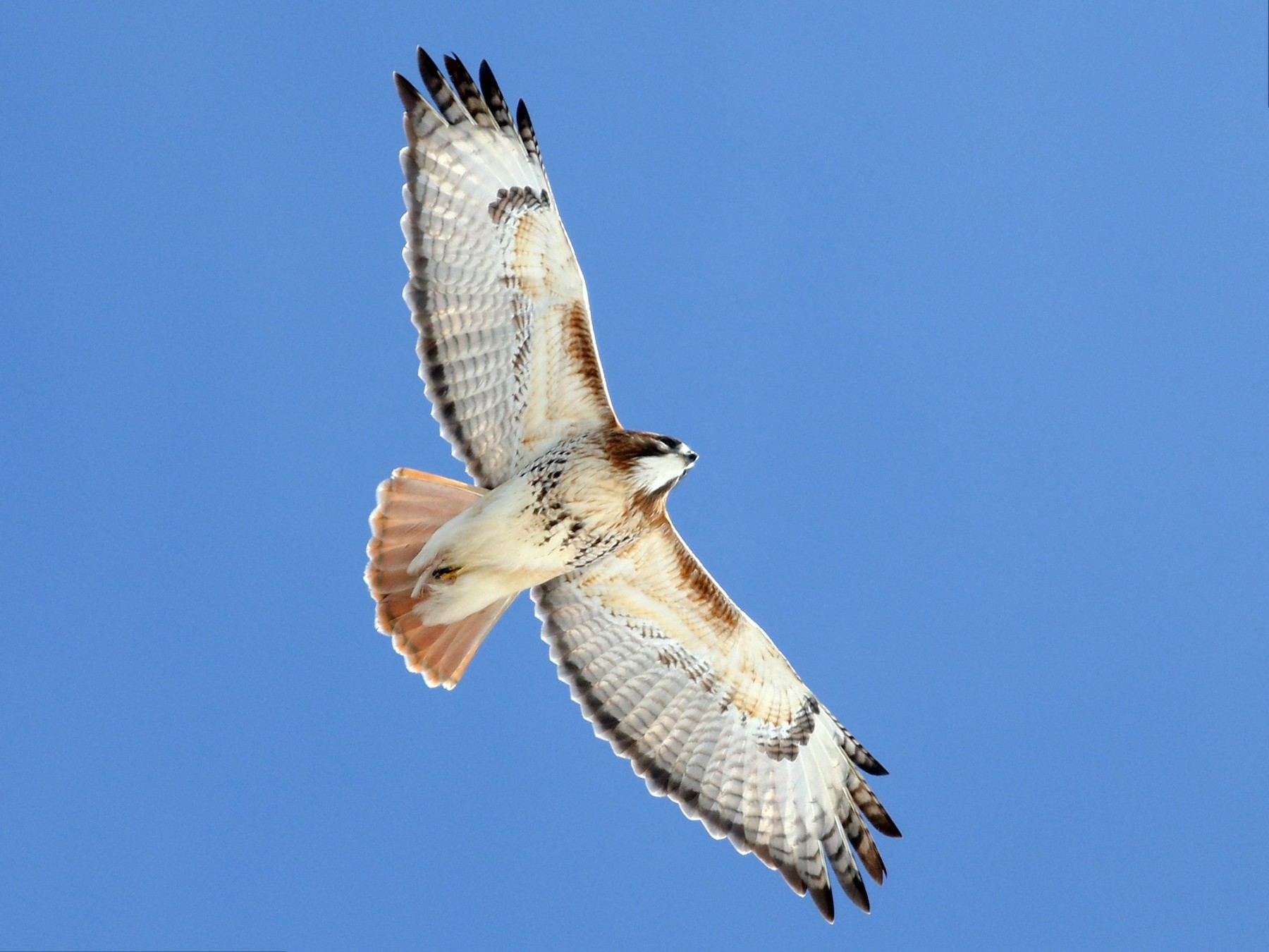 Red-tailed Hawk - Jonathan Eckerson