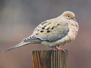 Mourning Dove - Zenaida macroura - Birds of the World