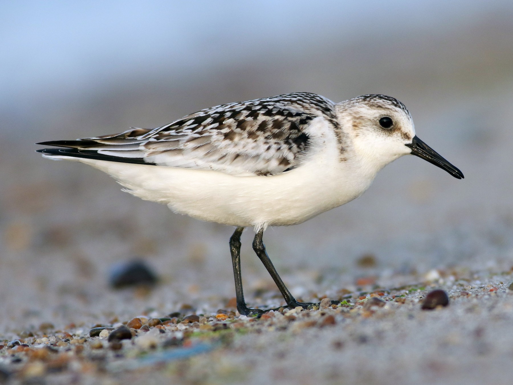 sanderling-ebird