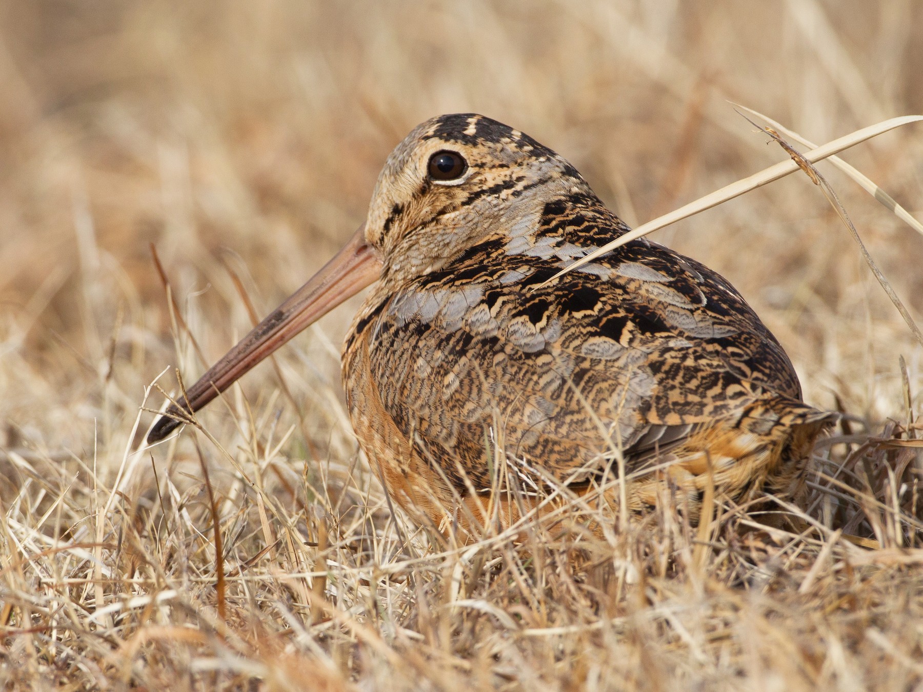 American Woodcock - New York Breeding Bird Atlas