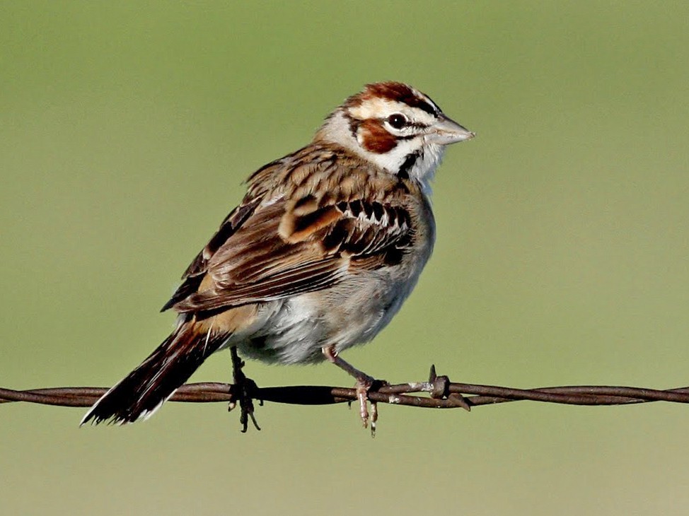 Lark Sparrow - eBird