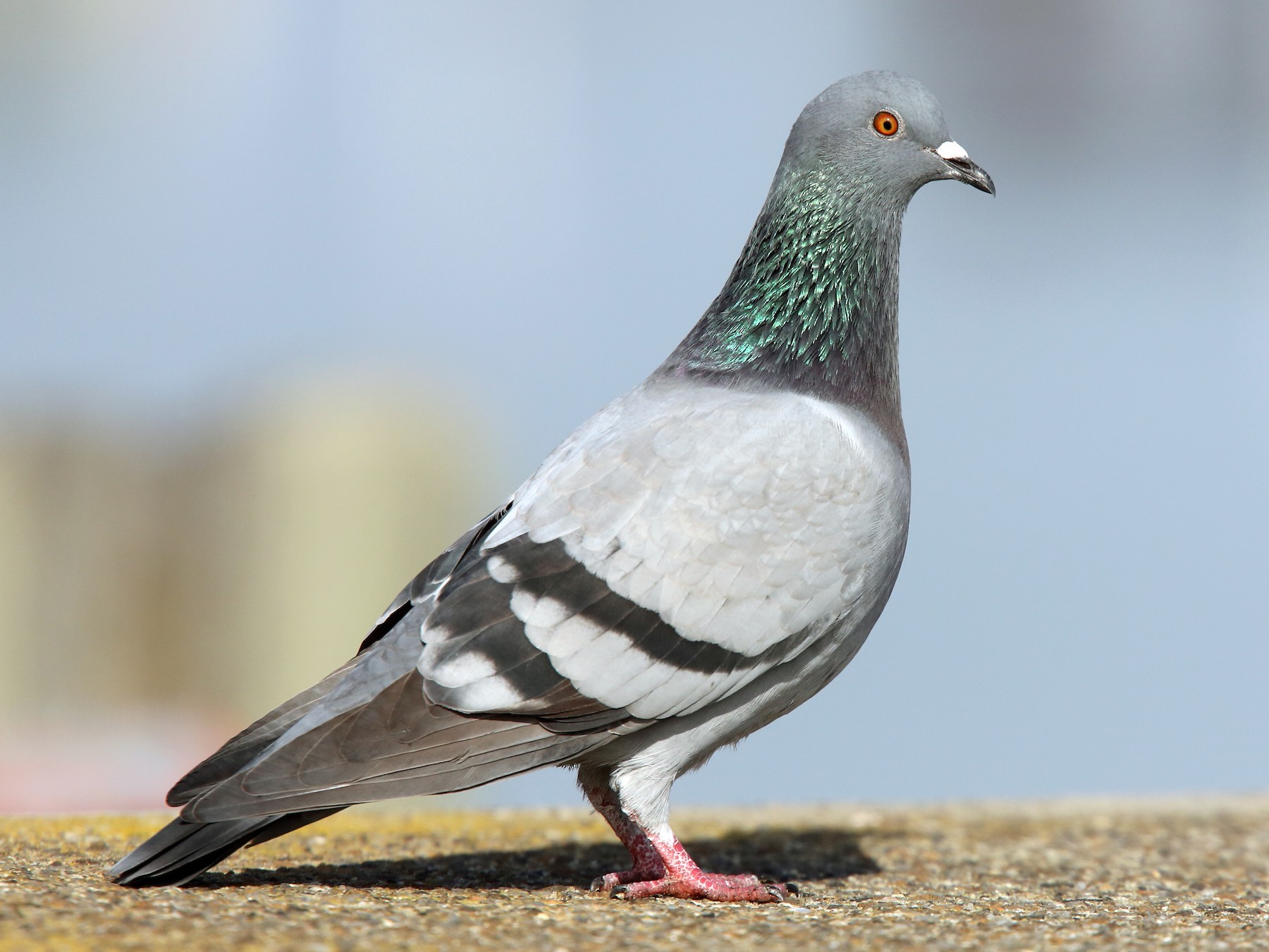 Rock Pigeon - Luke Seitz