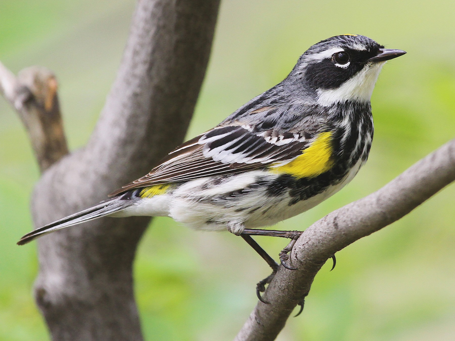 Yellow-rumped Warbler - Ryan Schain