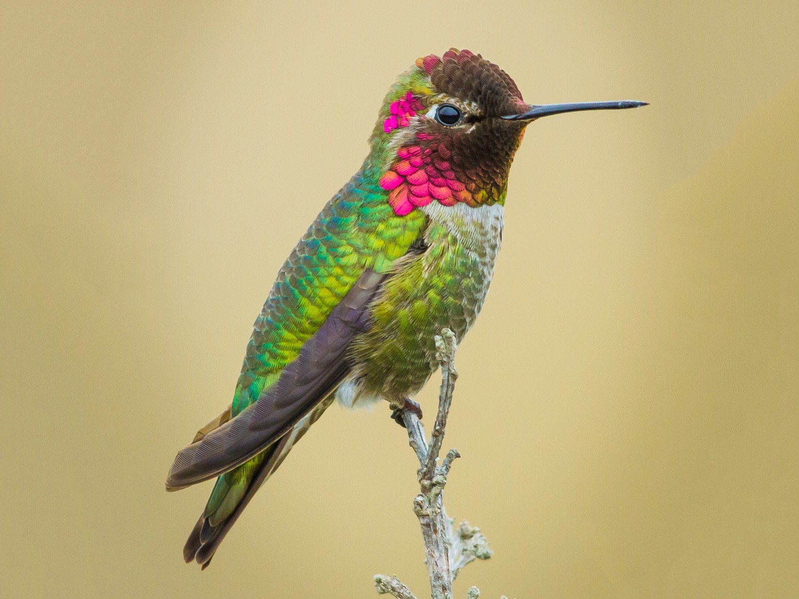 Anna's Hummingbird - Kyle Blaney