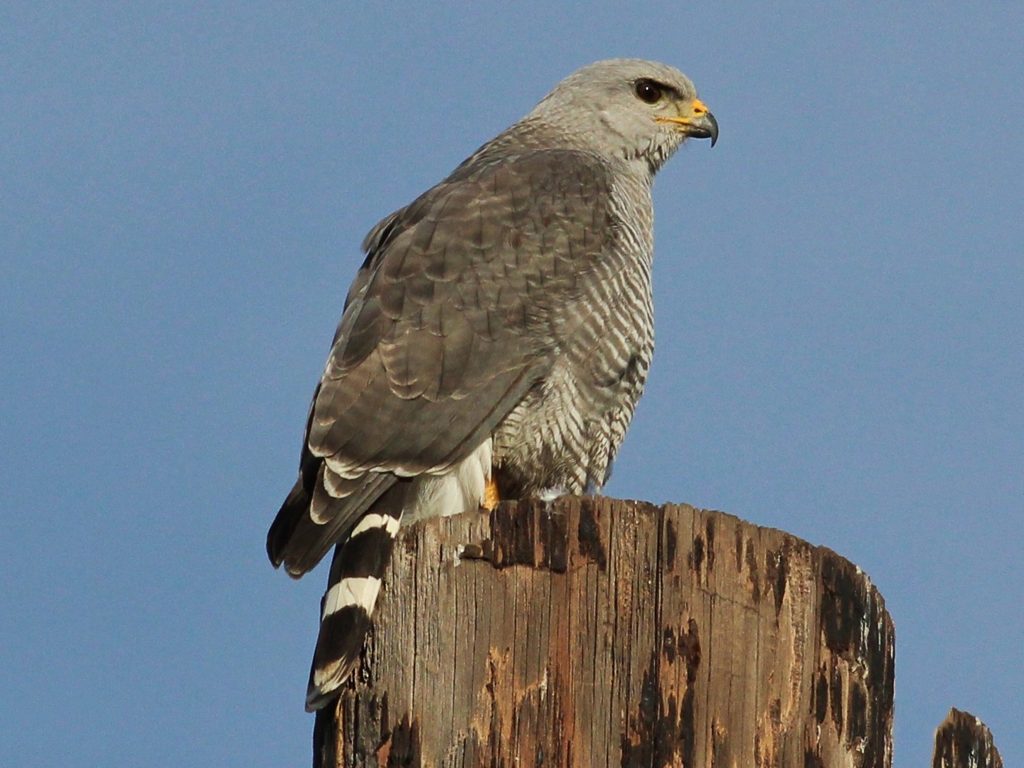 Gray Hawk - eBird Central America