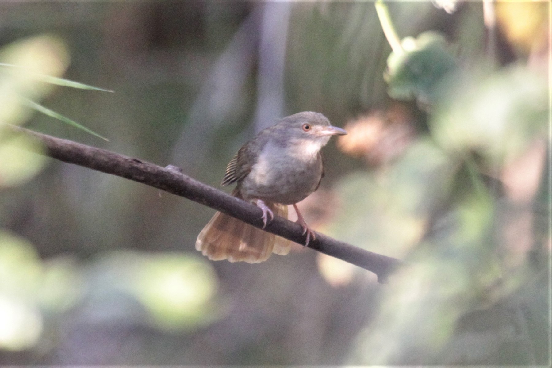 Gray-olive Greenbul - eBird