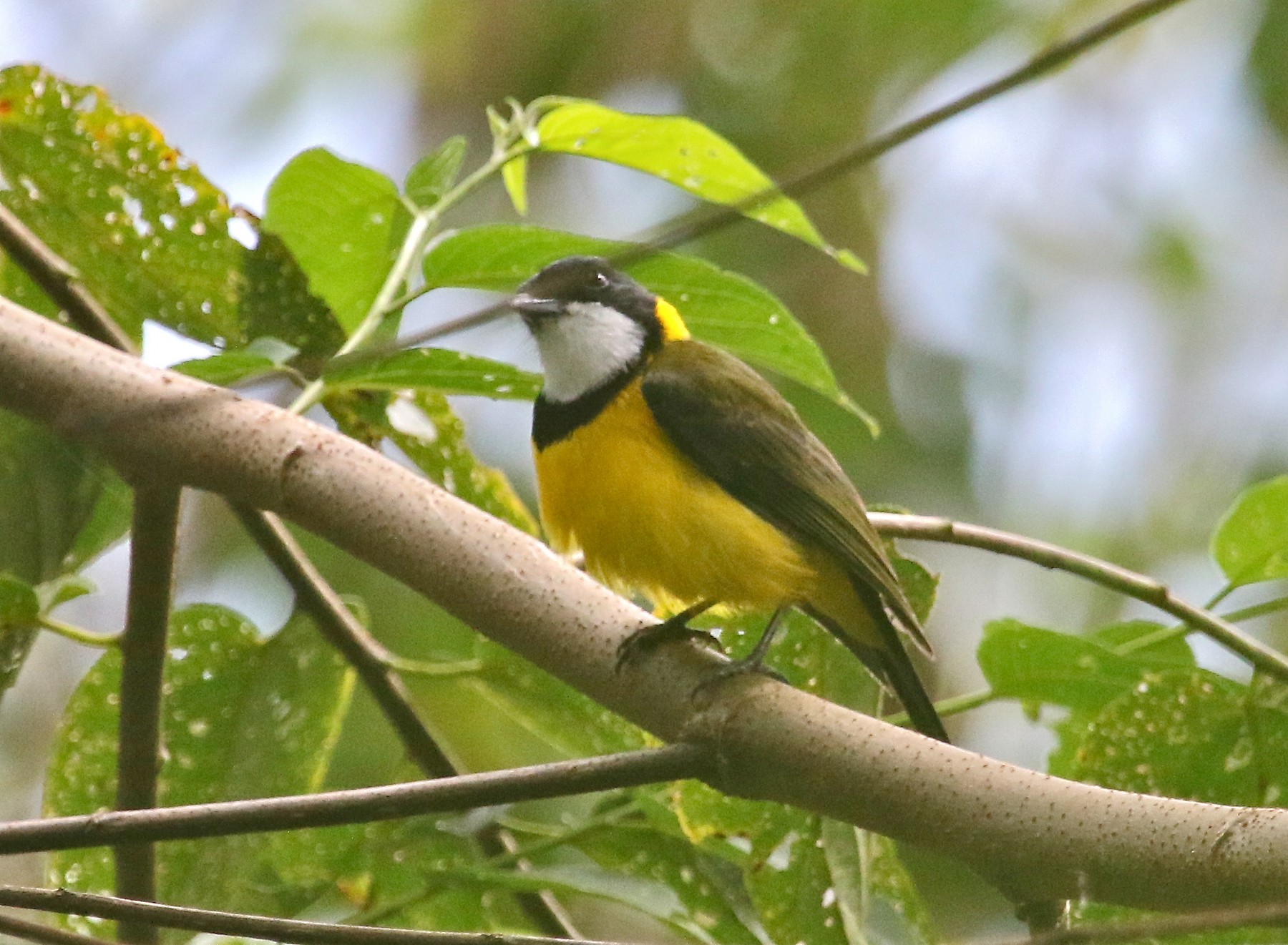 Yellow-throated Whistler - Ebird