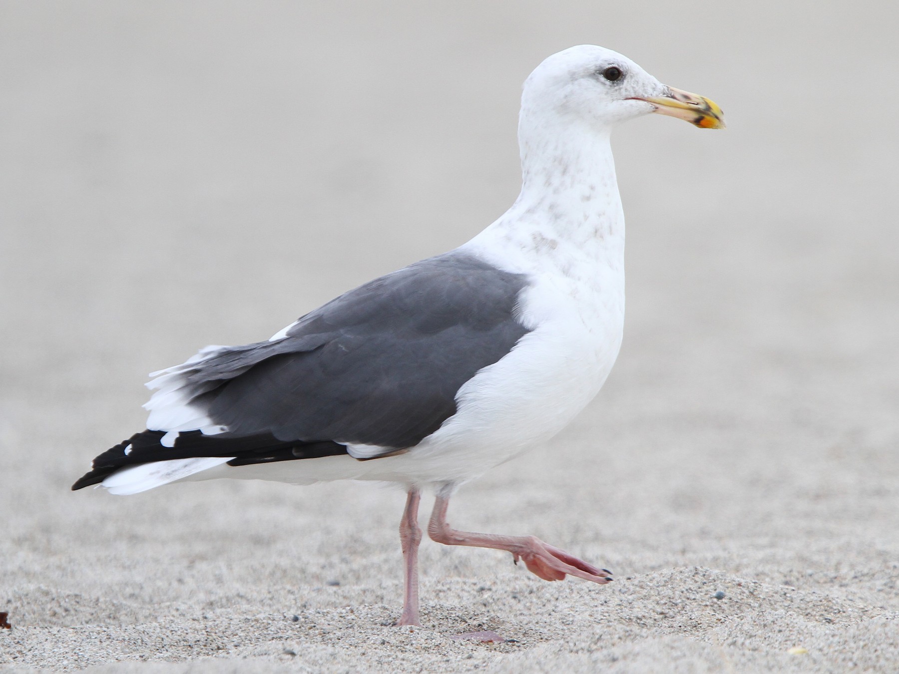 Western Gull - eBird