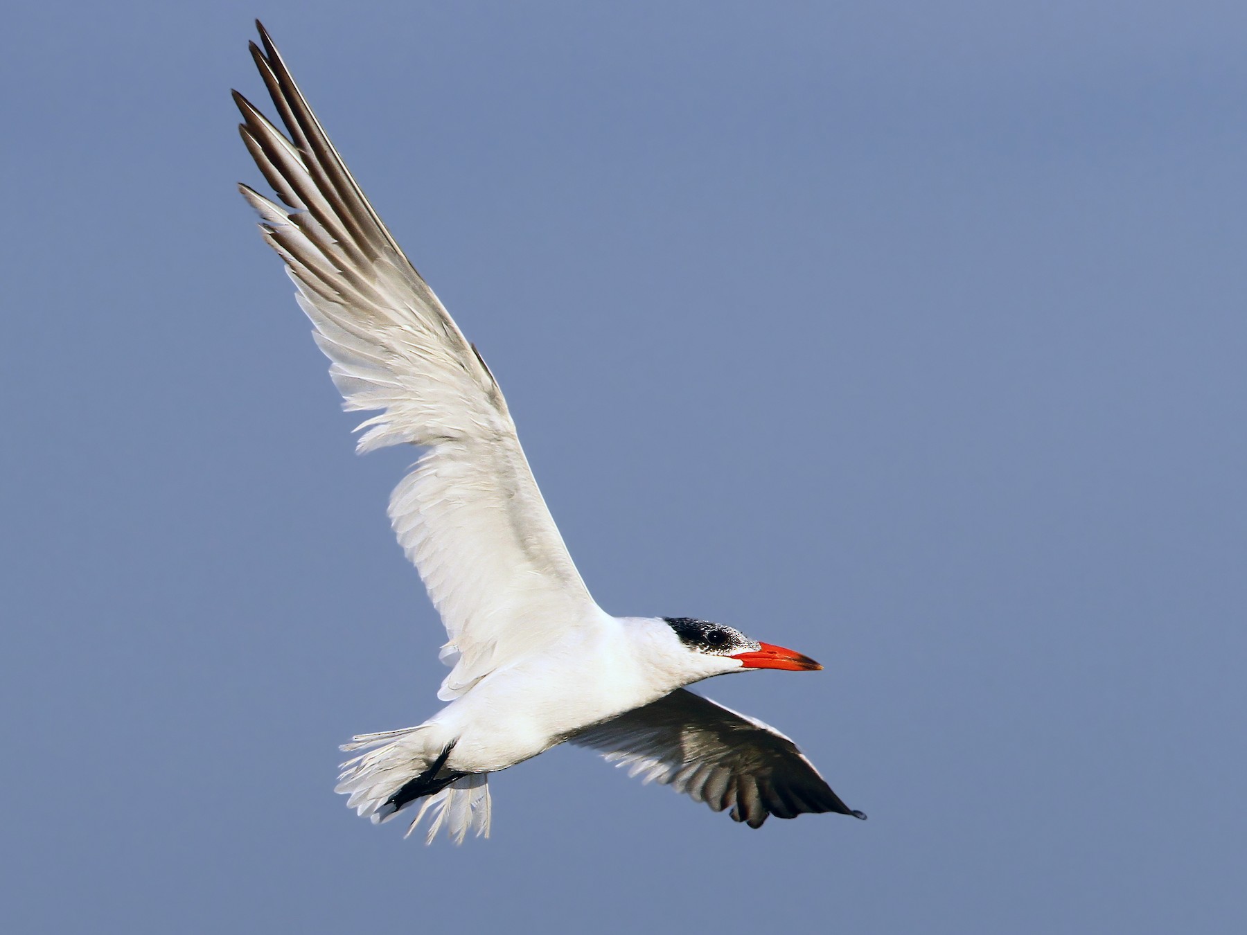 Caspian Tern eBird