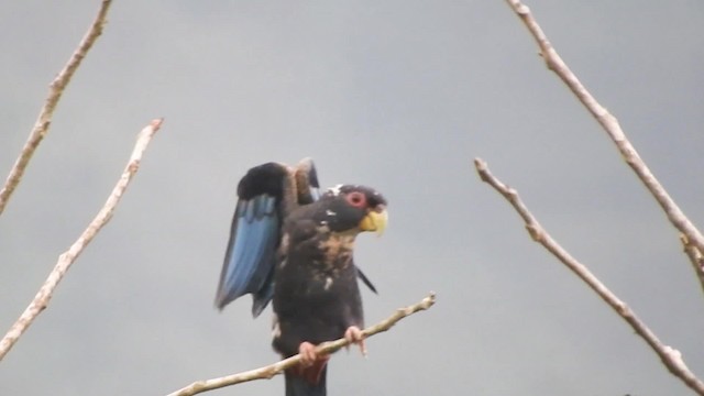 Cotorra Negra Ebird