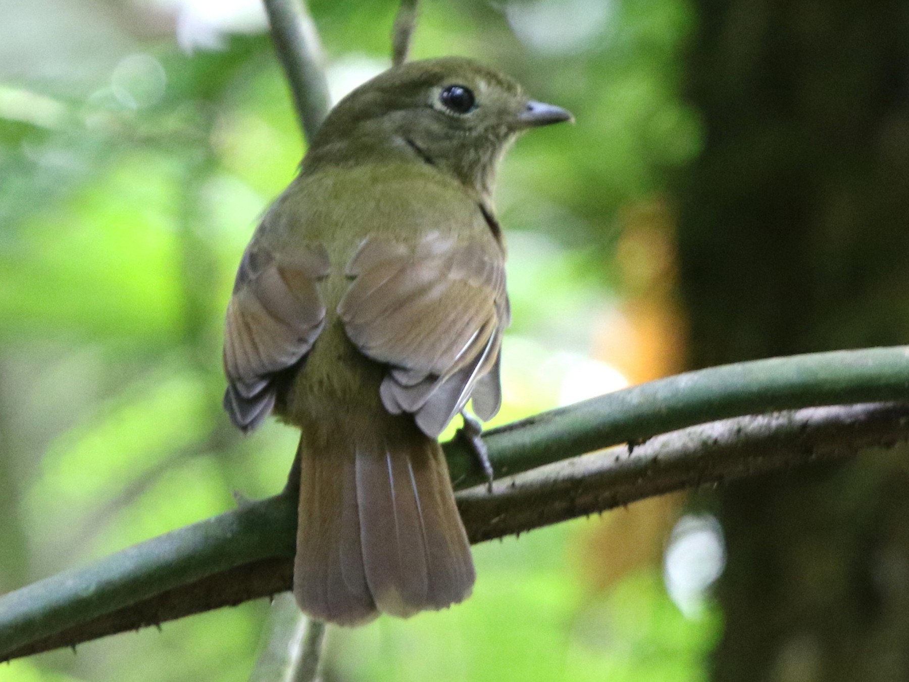 Greenish Schiffornis - eBird