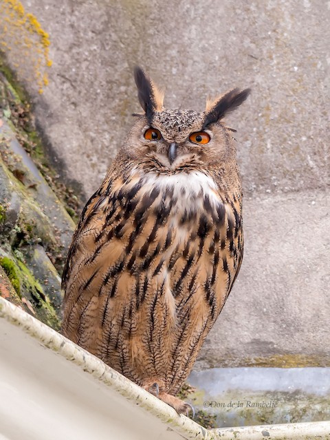 Eurasian Eagle-Owl - eBird
